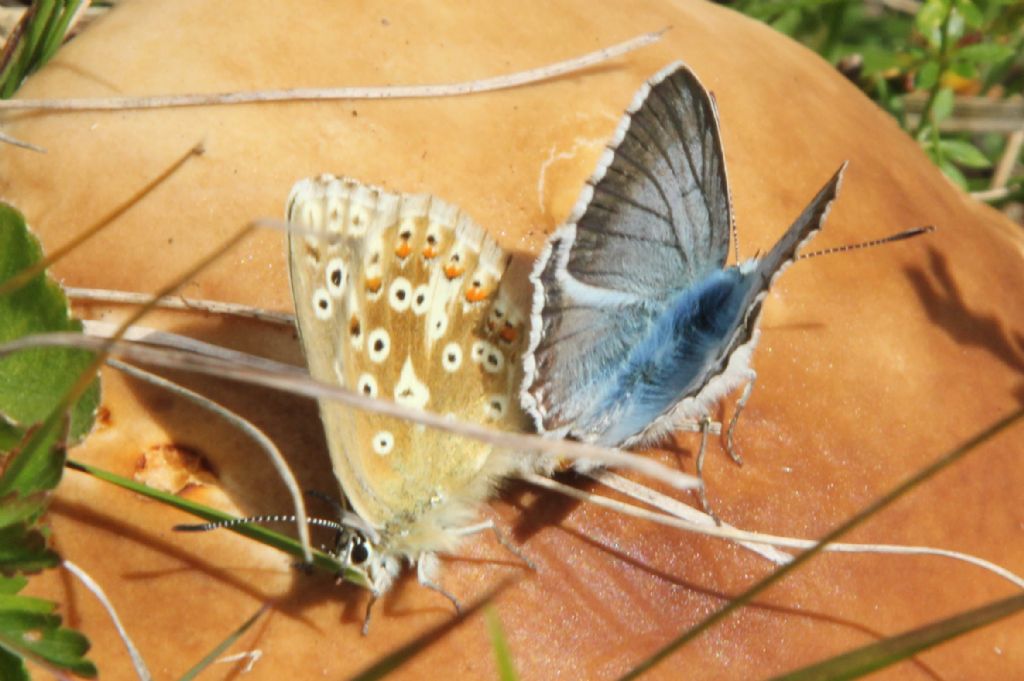 M e F  : foto di coppia